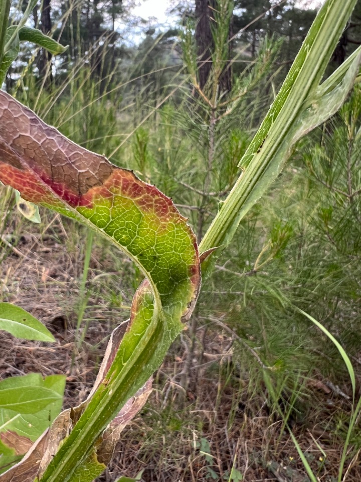 Centaurea regia subsp. cynarocephala