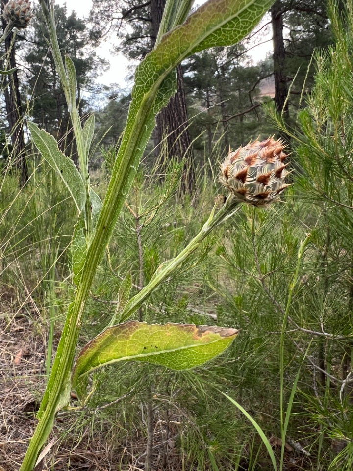 Centaurea regia subsp. cynarocephala