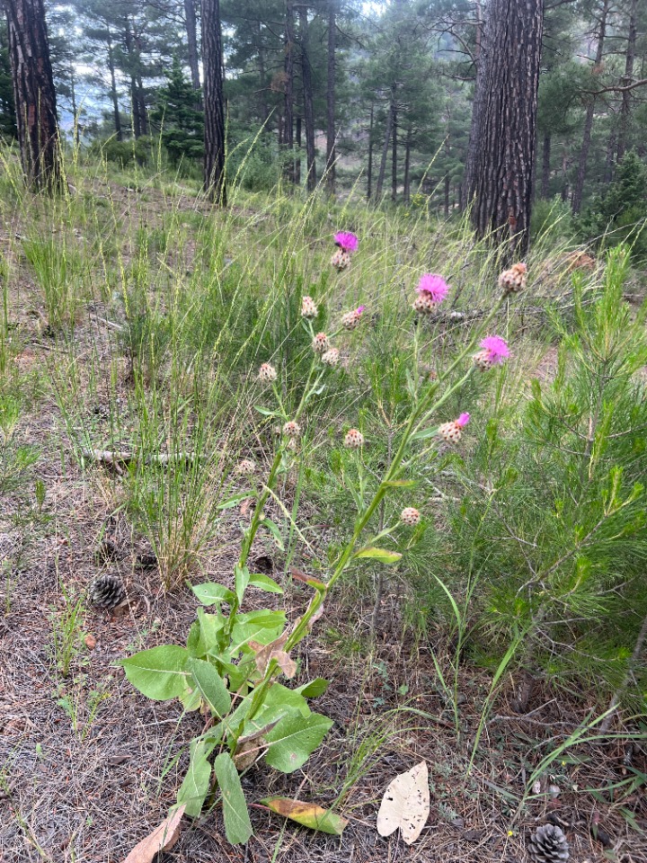 Centaurea regia subsp. cynarocephala