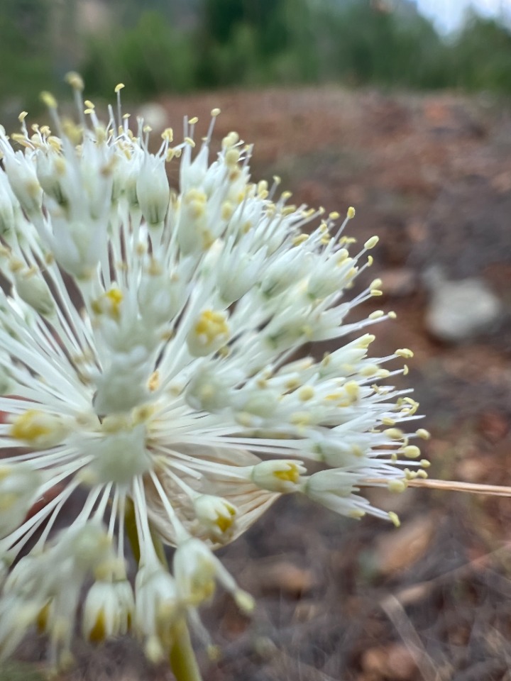 Allium myrianthum