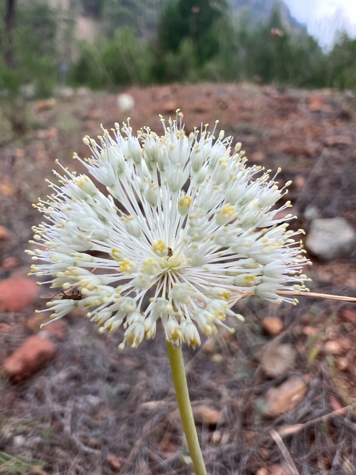 Allium myrianthum