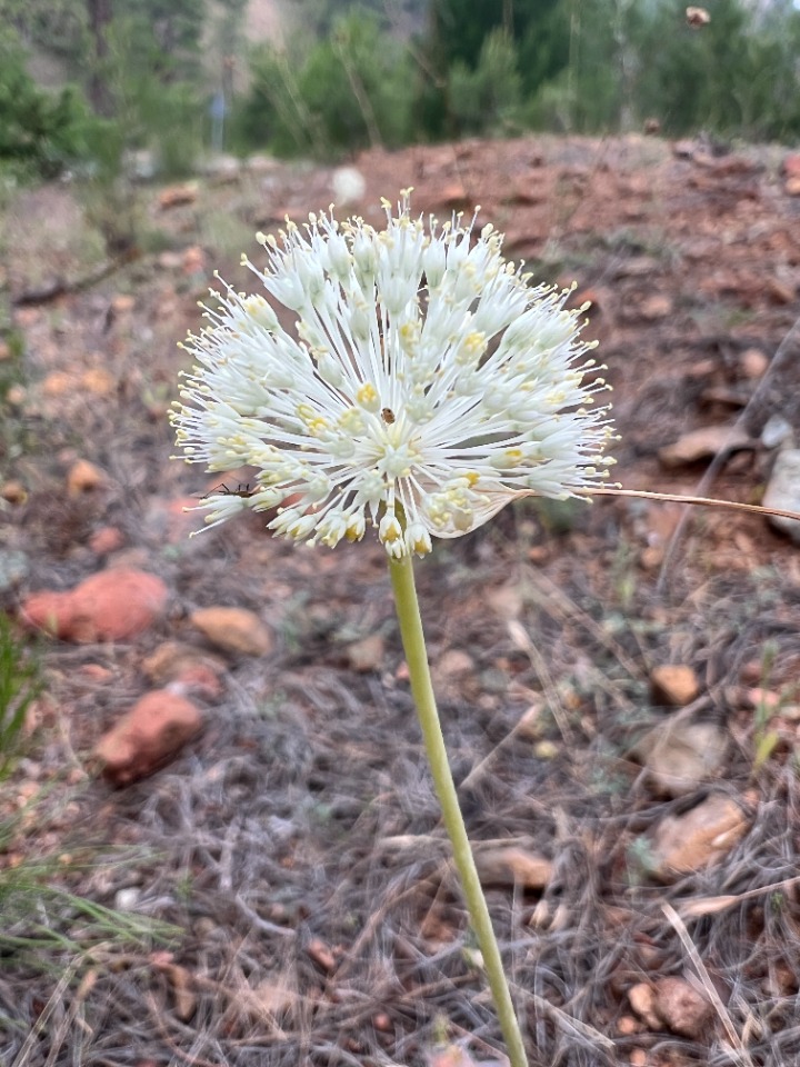 Allium myrianthum
