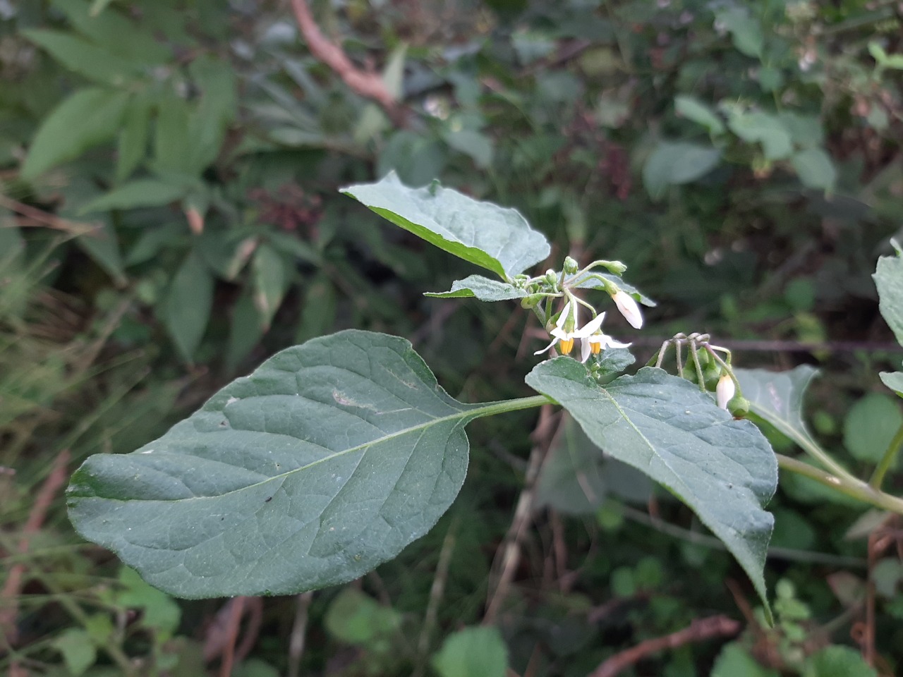 Solanum villosum