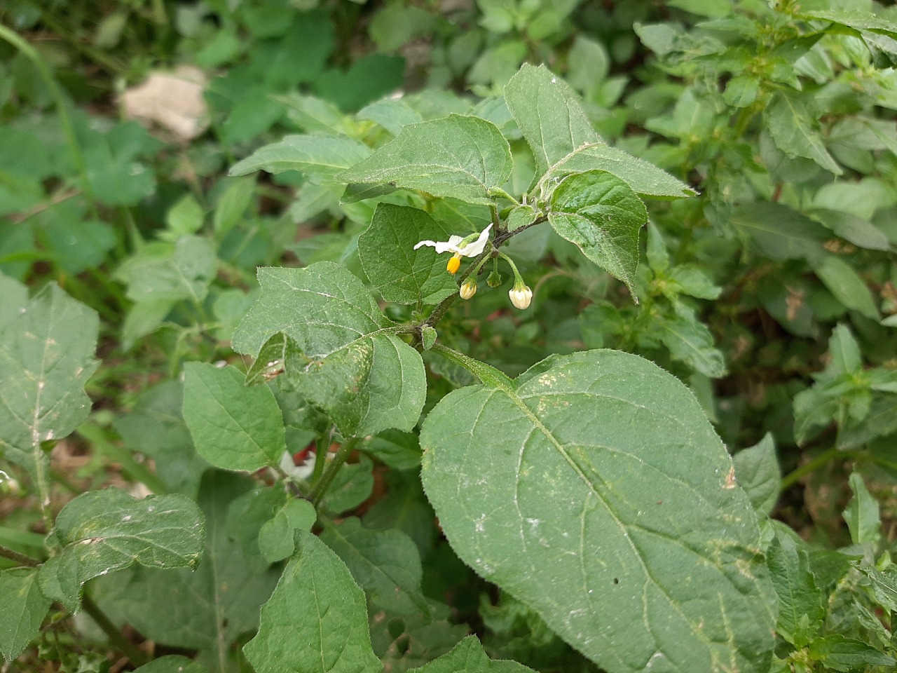 Solanum villosum