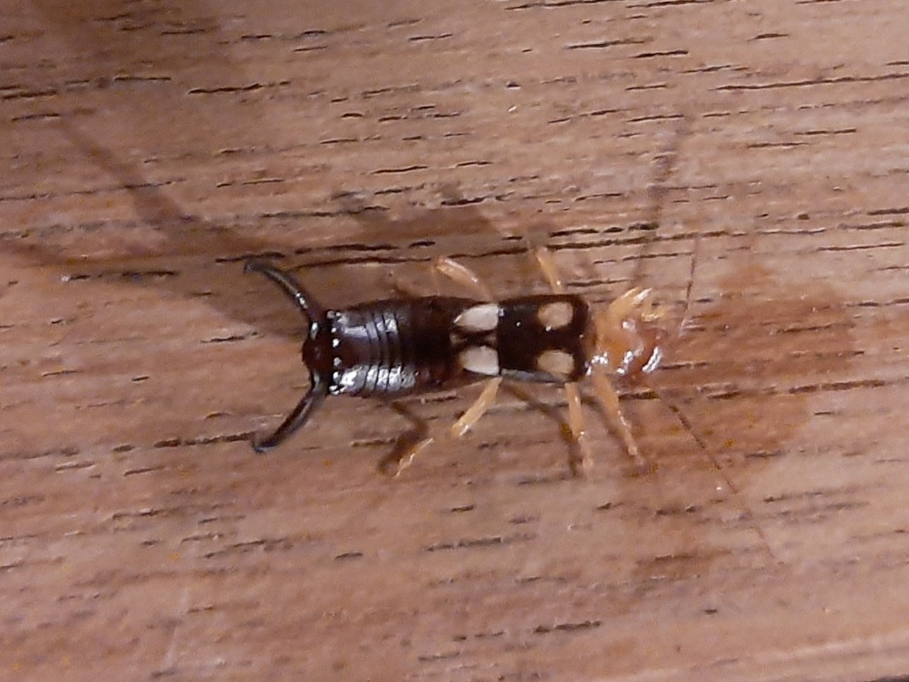 Forficula smyrnensis