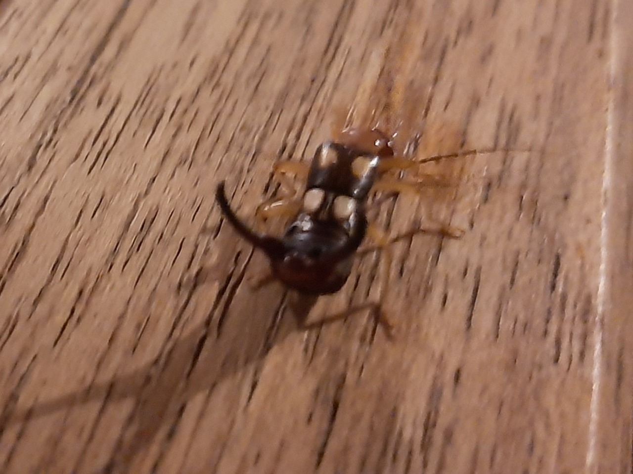 Forficula smyrnensis