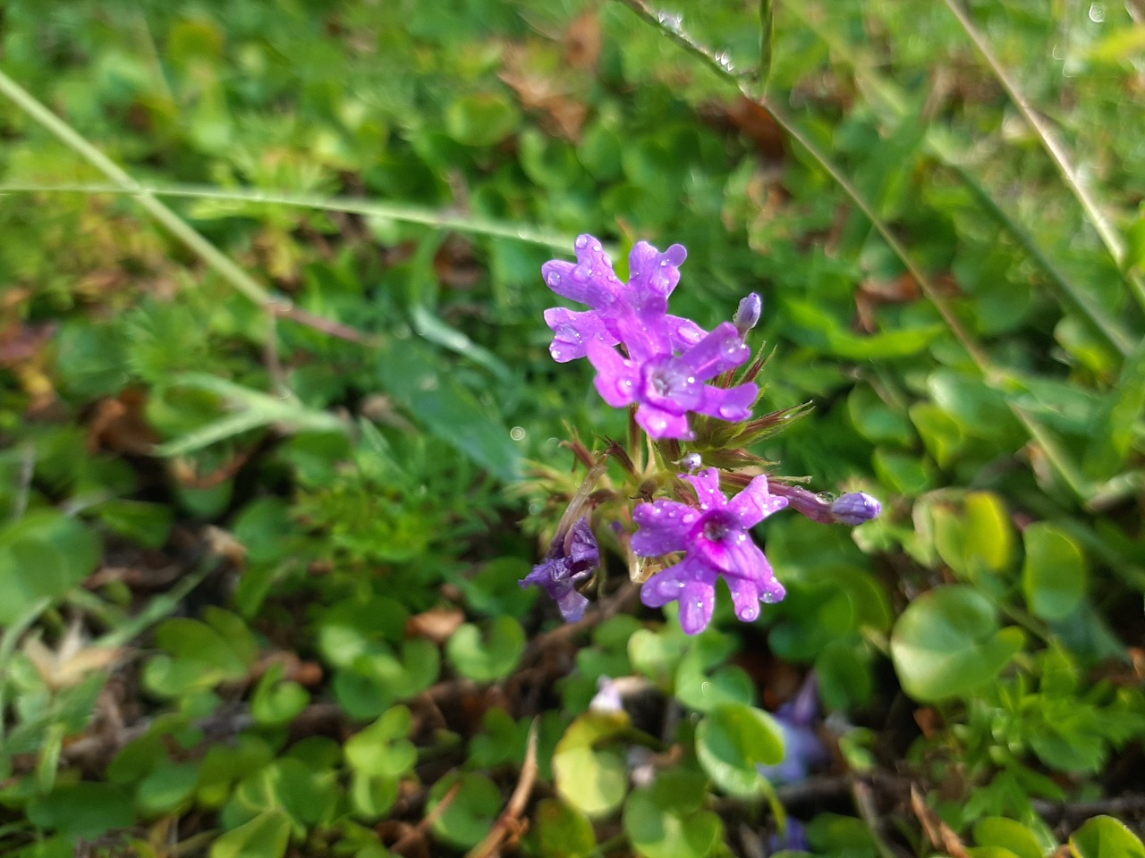 Verbena supina