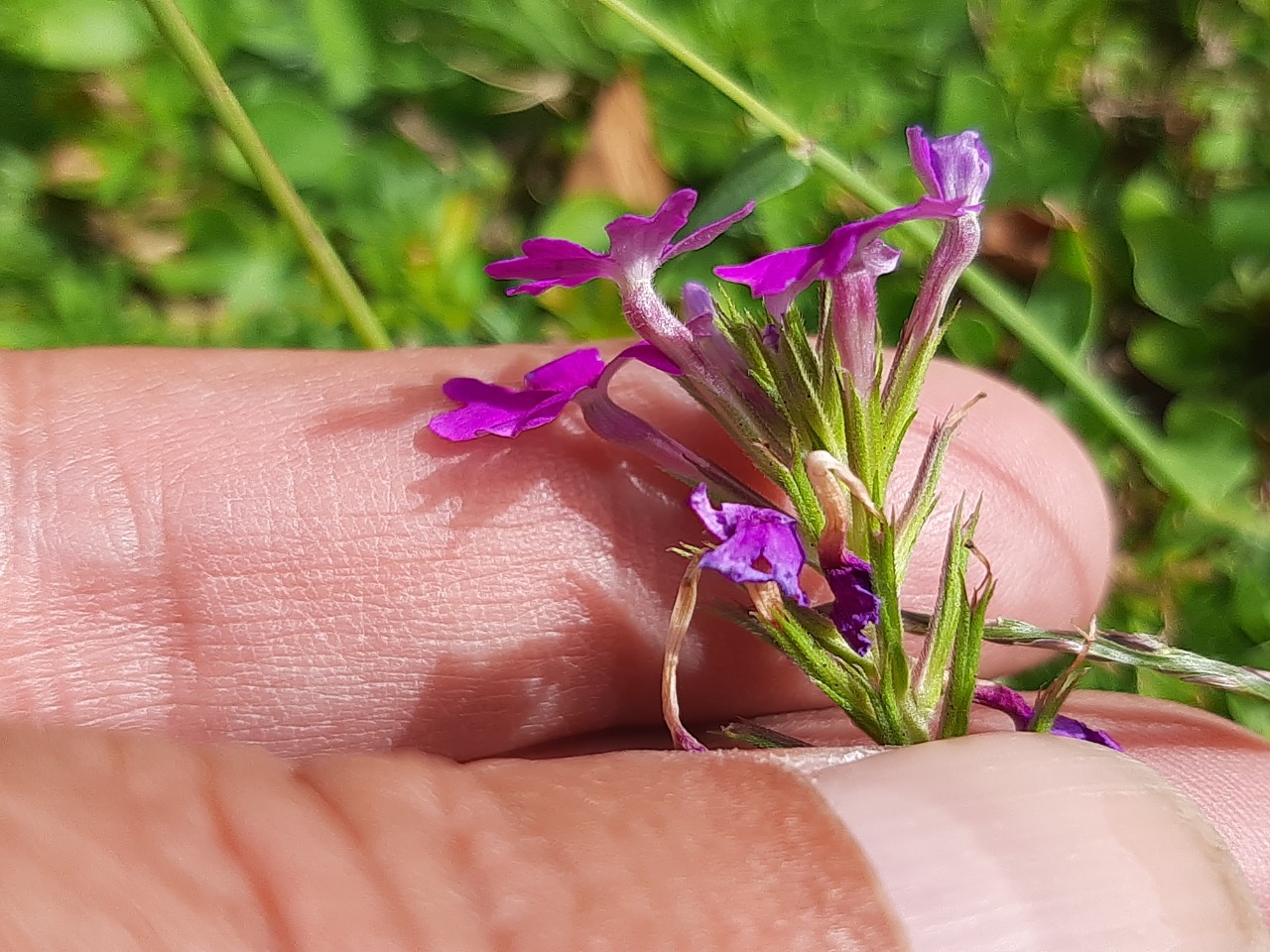 Verbena supina