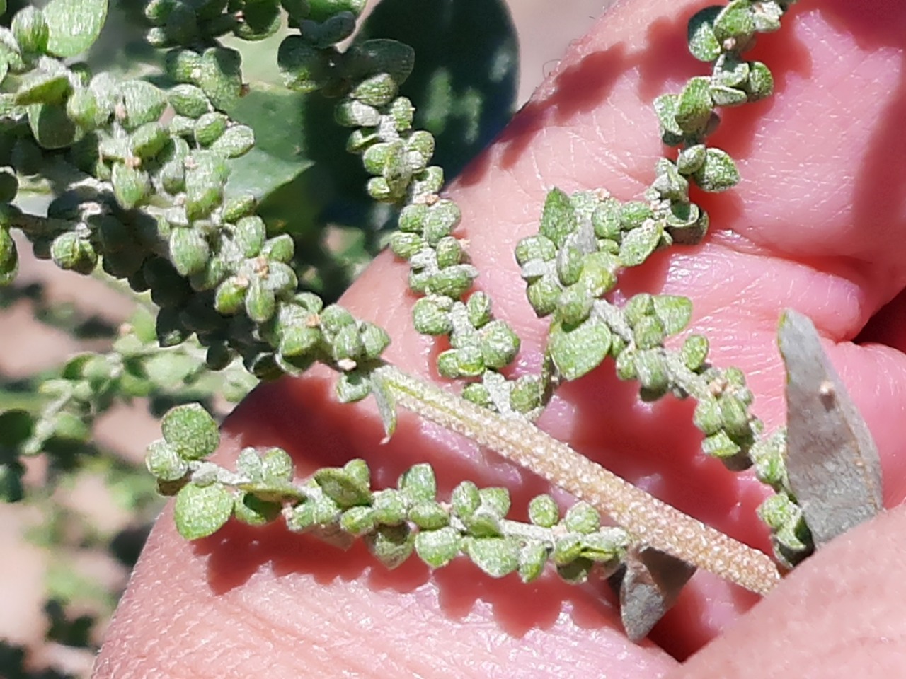 Atriplex hortensis