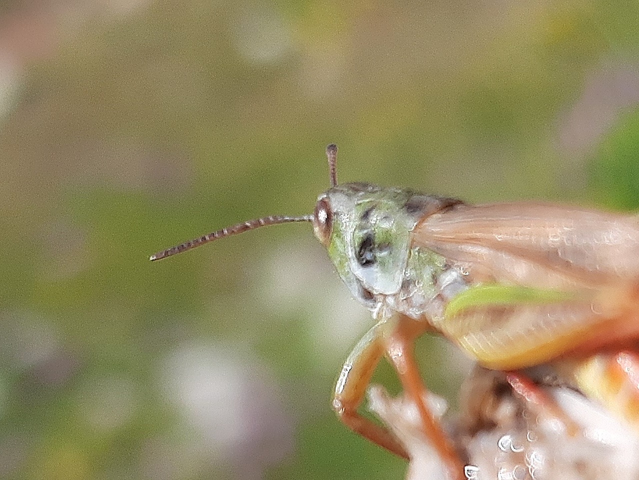 Gomphocerus hemipterus