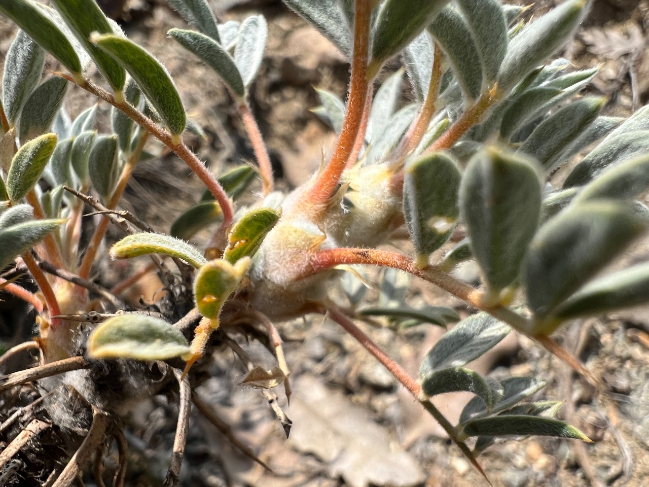 Astragalus chtonocephalus