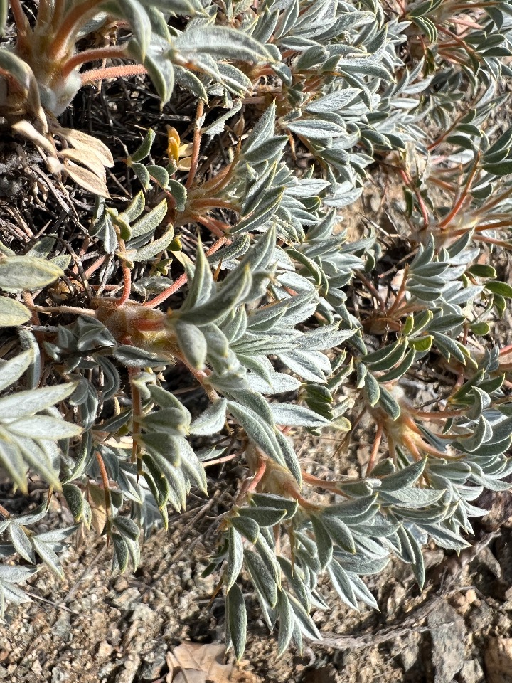 Astragalus chtonocephalus