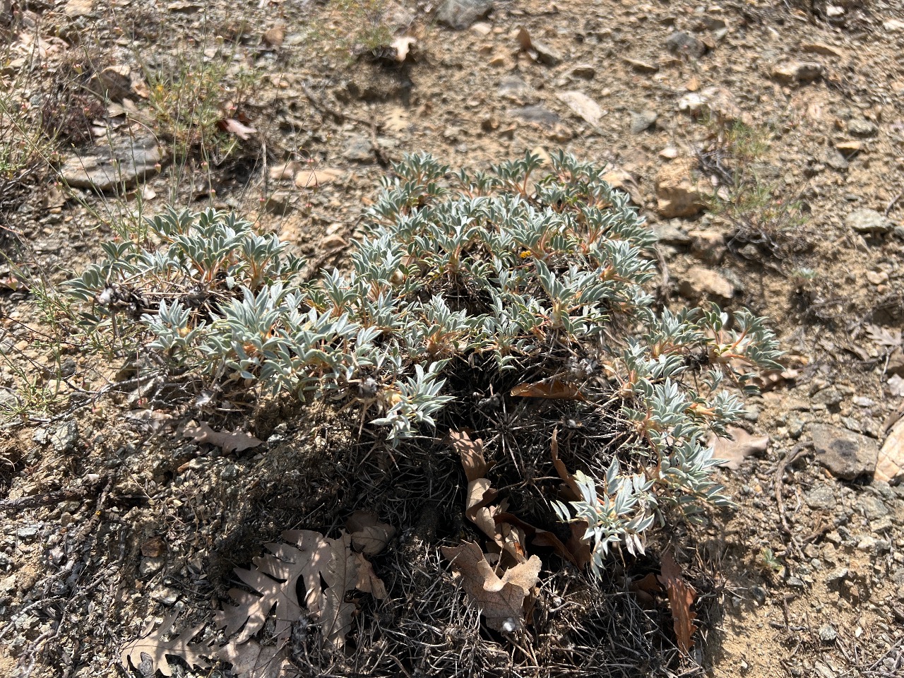 Astragalus chtonocephalus
