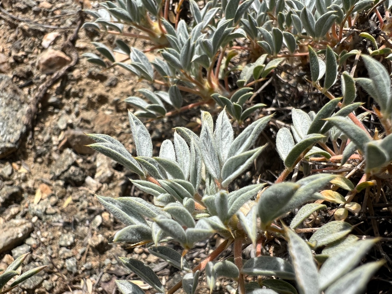 Astragalus chtonocephalus