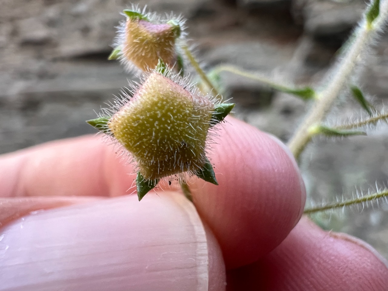 Verbascum linearilobum