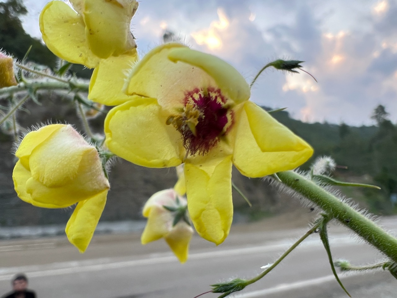Verbascum linearilobum