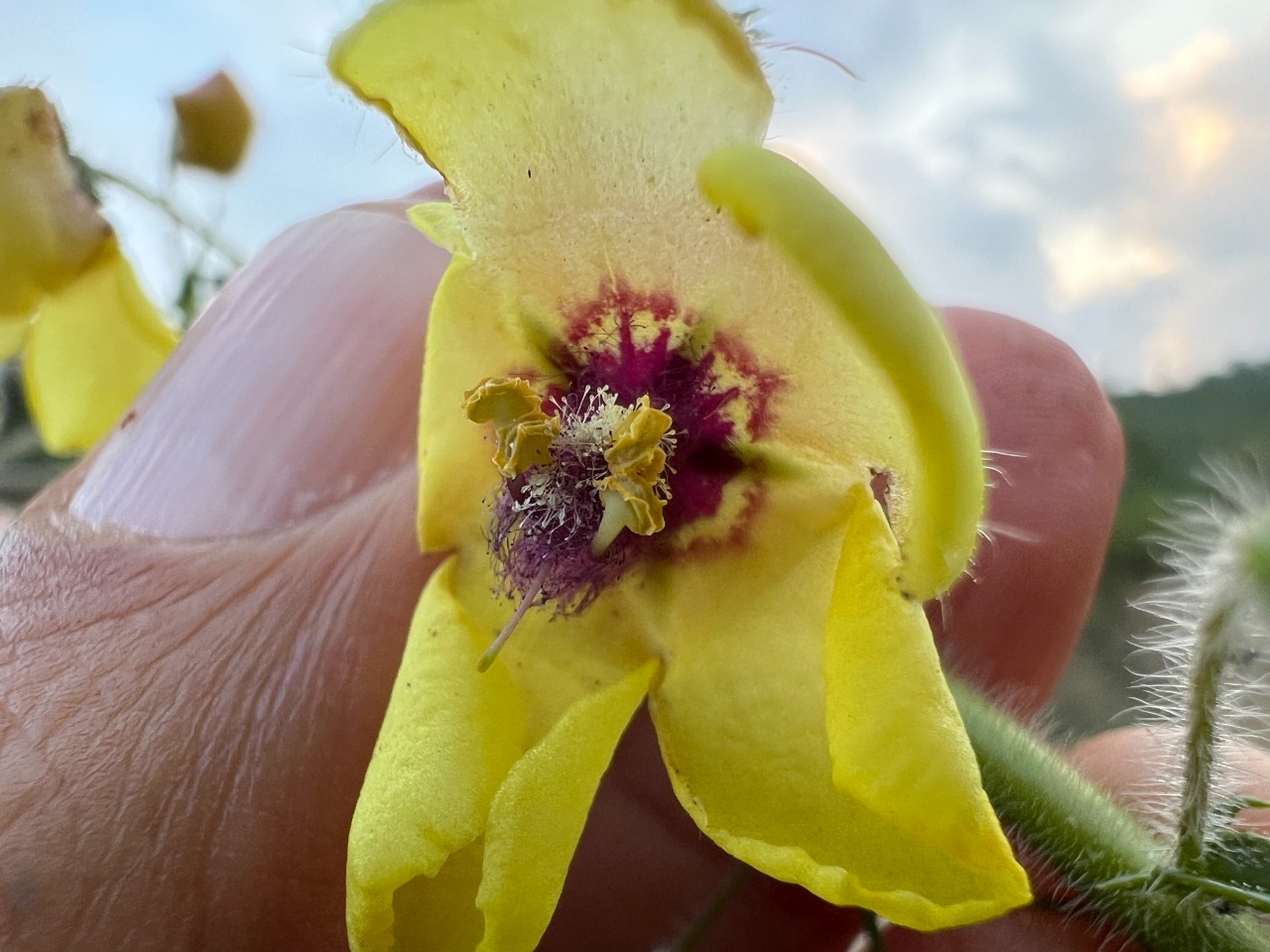 Verbascum linearilobum