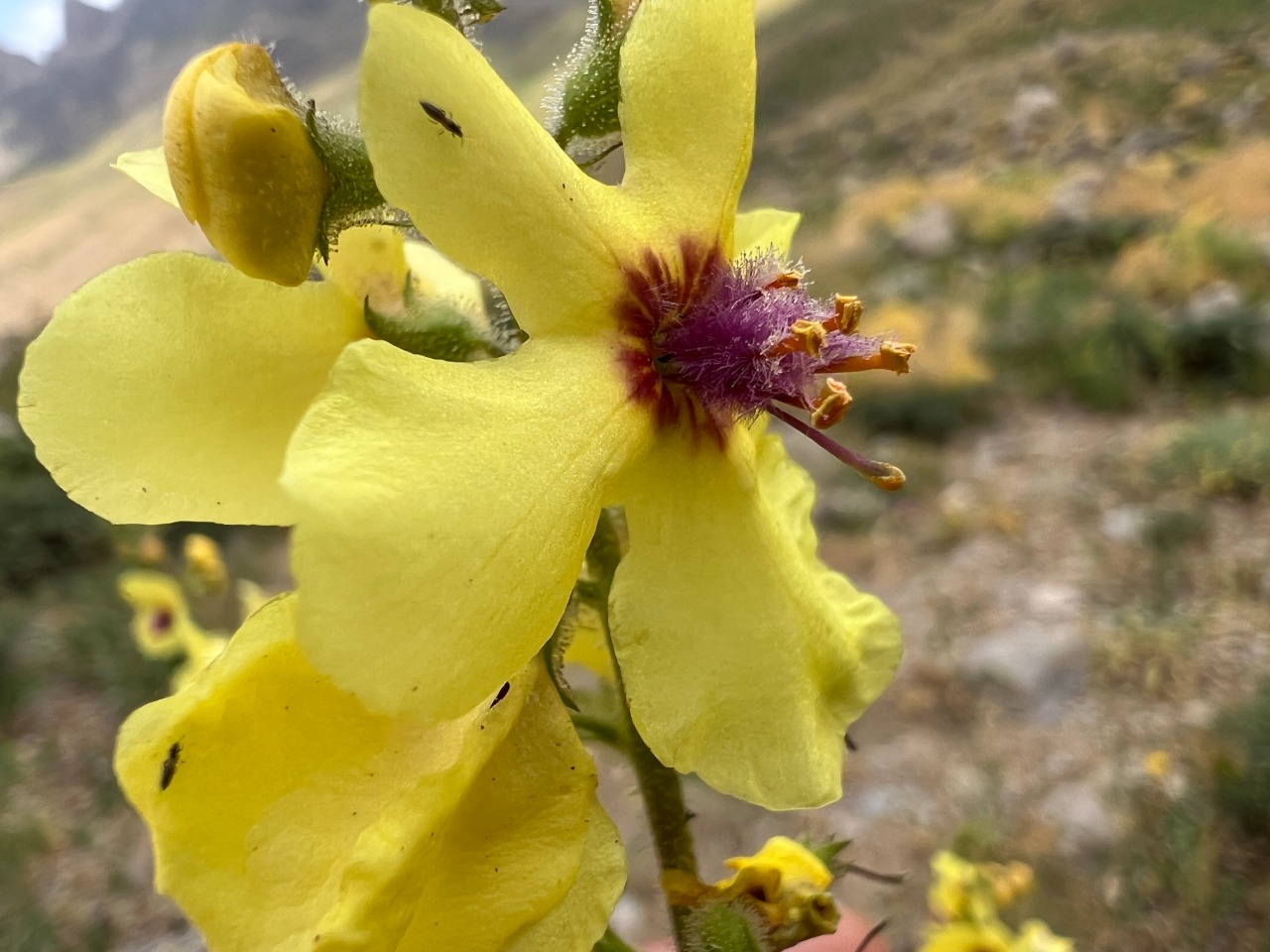 Verbascum macrocarpum