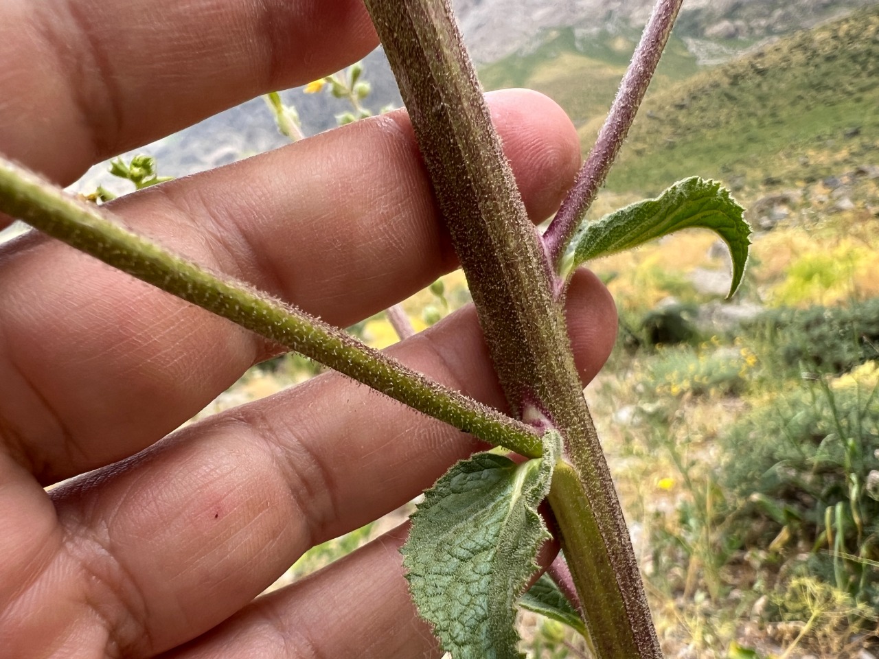 Verbascum macrocarpum