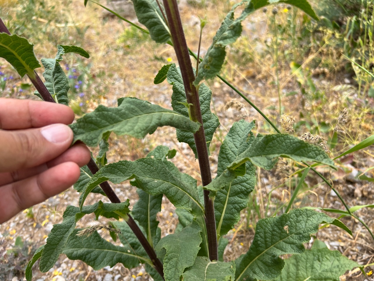 Verbascum macrocarpum