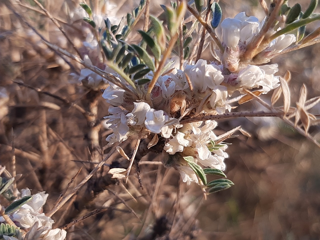 Astragalus brachycalyx