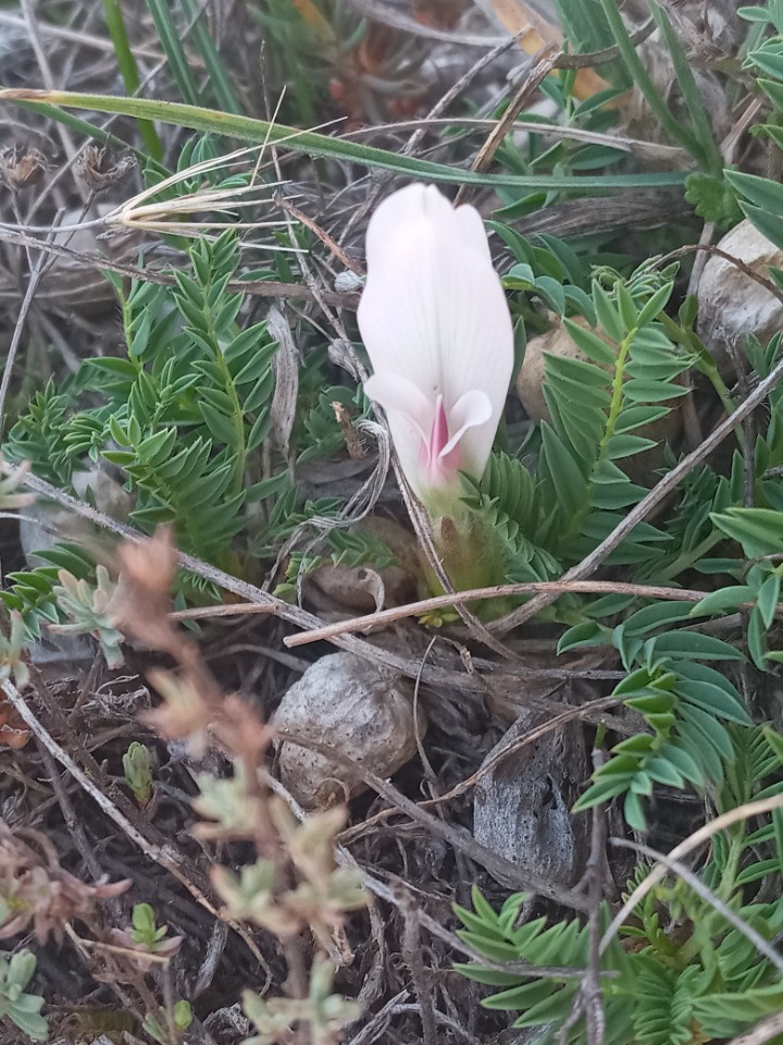 Astragalus stereocalyx