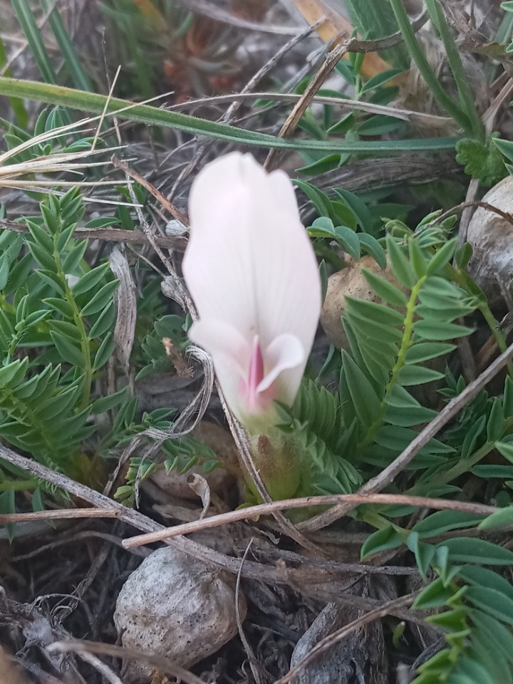 Astragalus stereocalyx