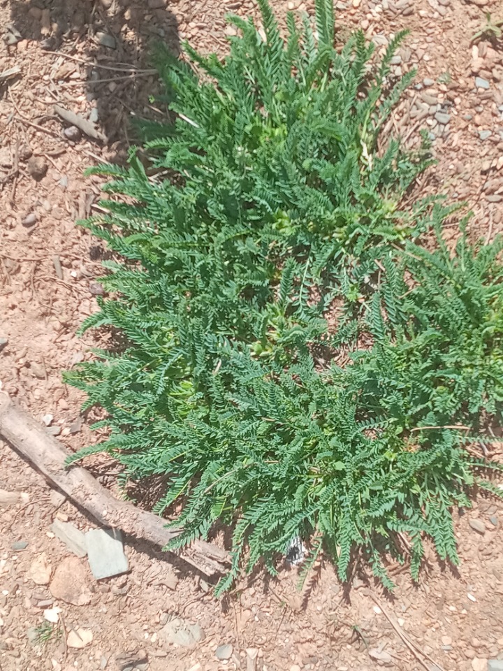 Astragalus stereocalyx