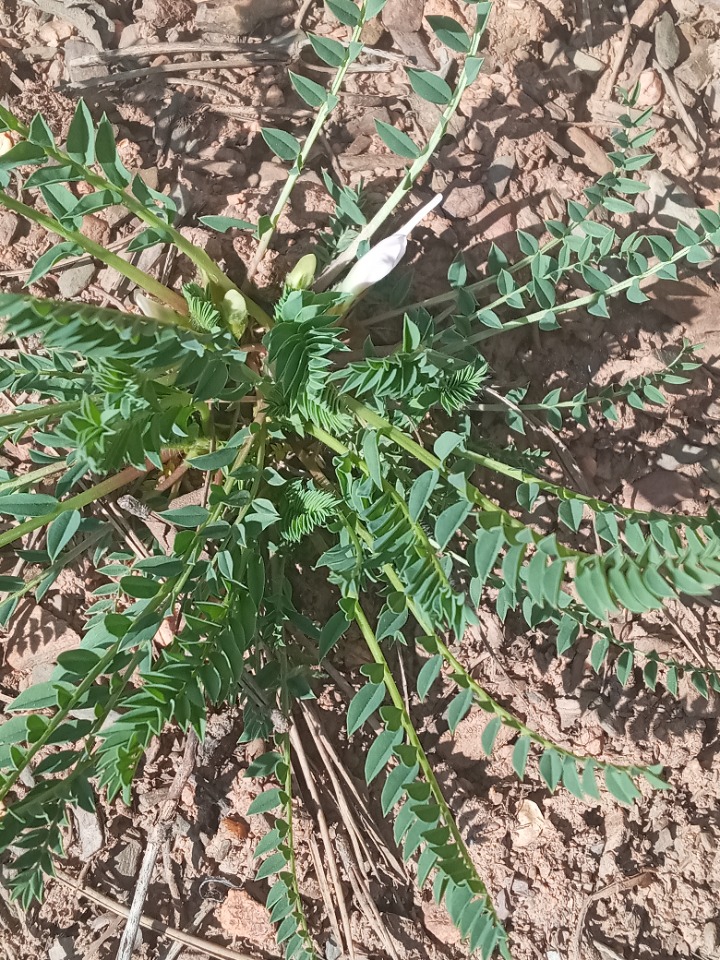 Astragalus stereocalyx