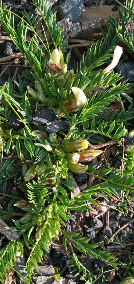 Astragalus stereocalyx