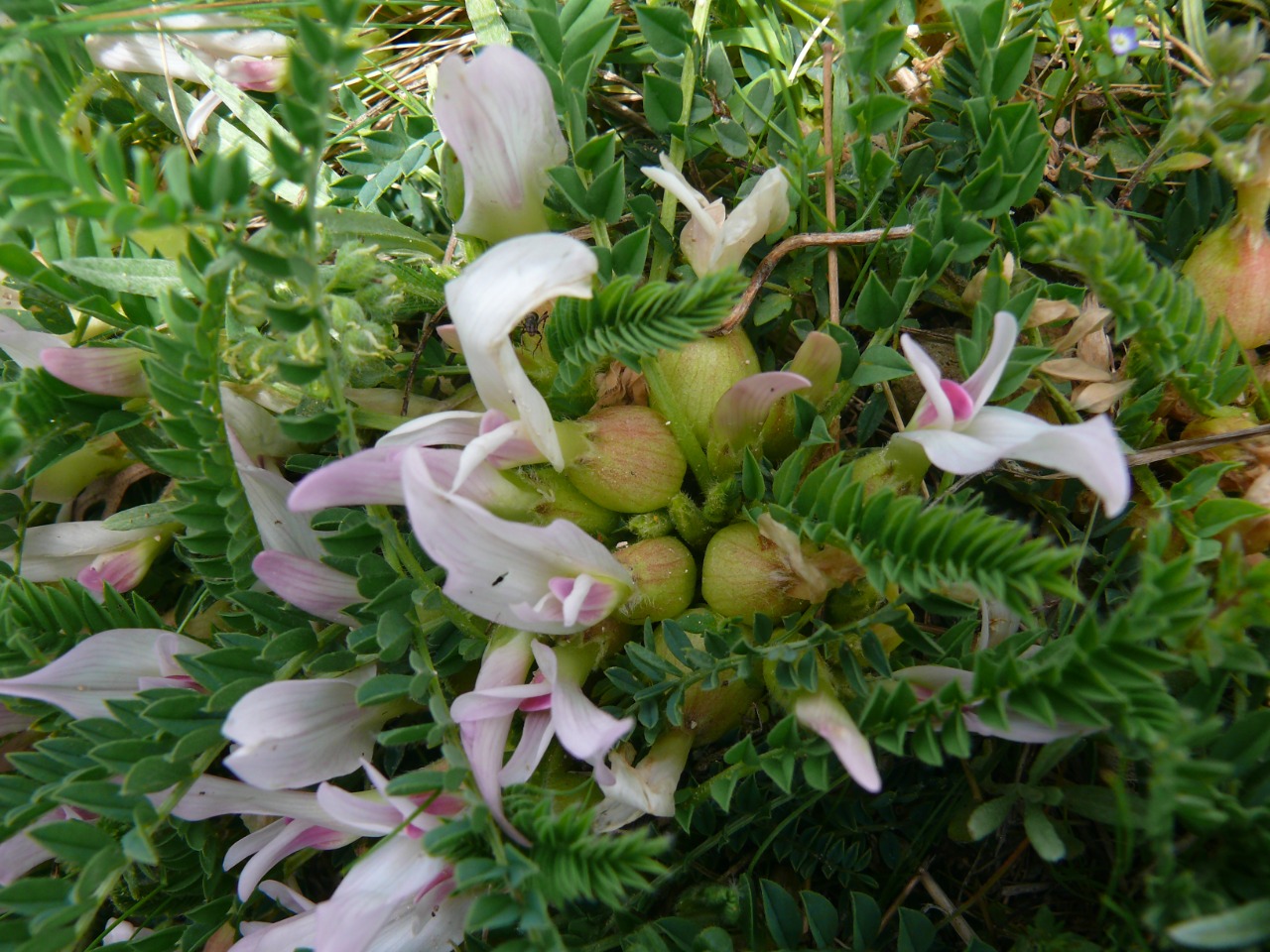 Astragalus stereocalyx