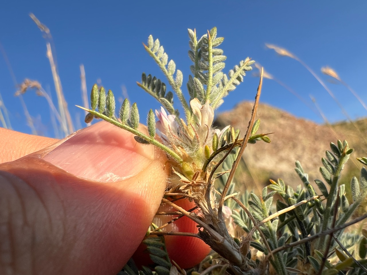 Astragalus gevashensis