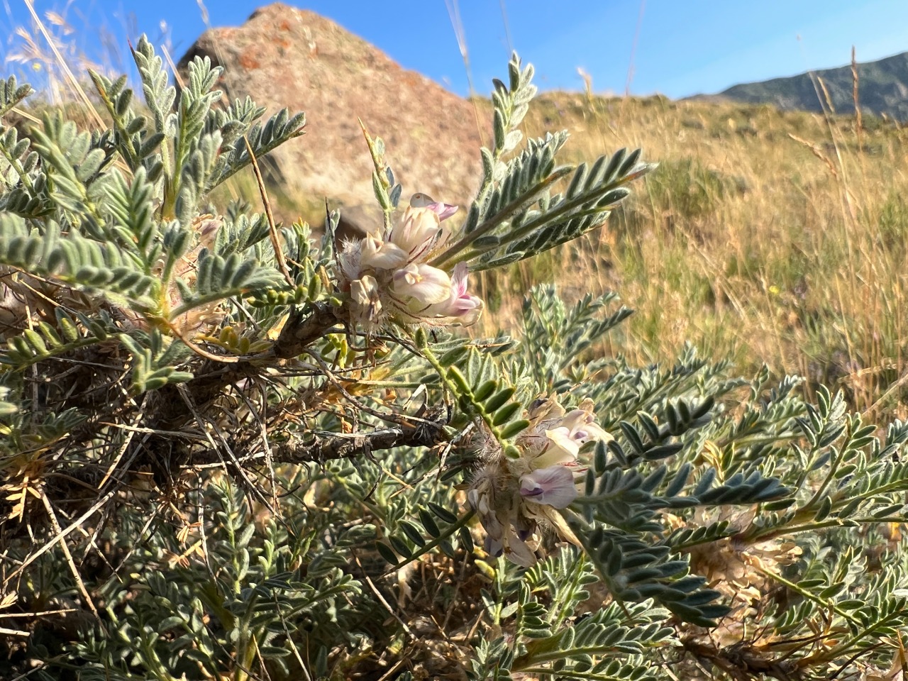 Astragalus gevashensis