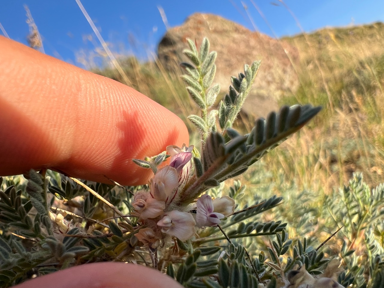 Astragalus gevashensis