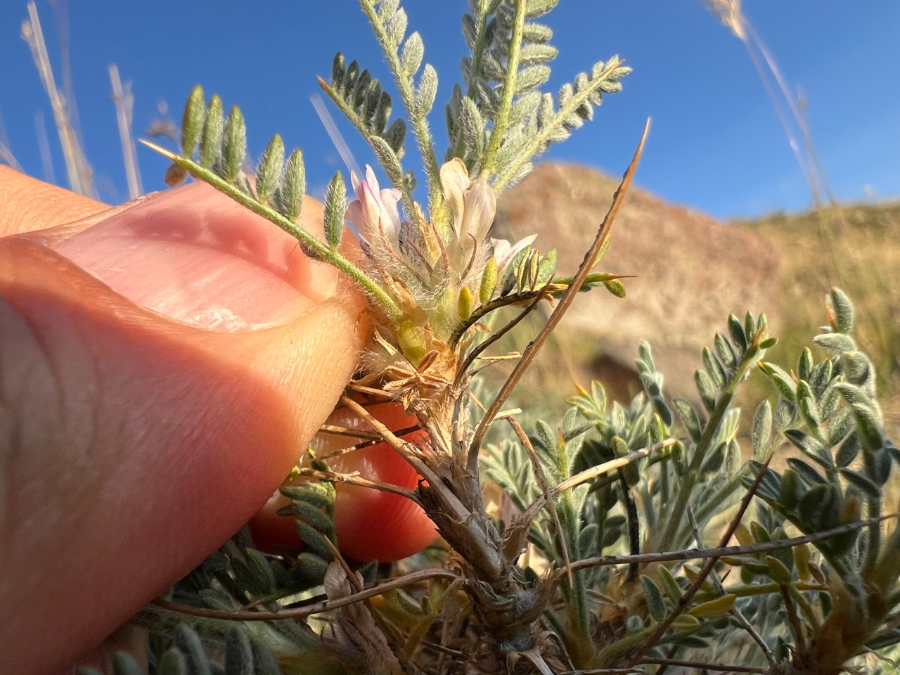 Astragalus gevashensis