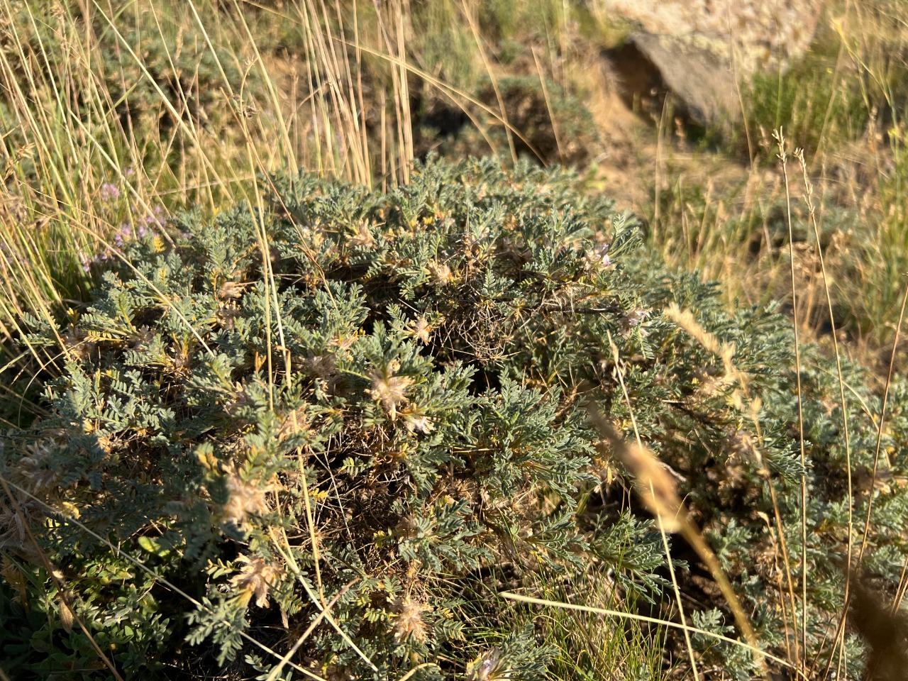 Astragalus gevashensis