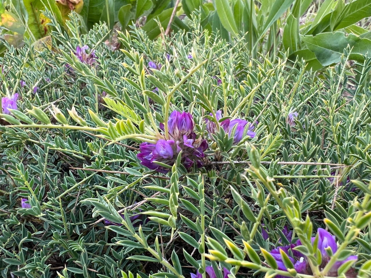 Astragalus michauxianus