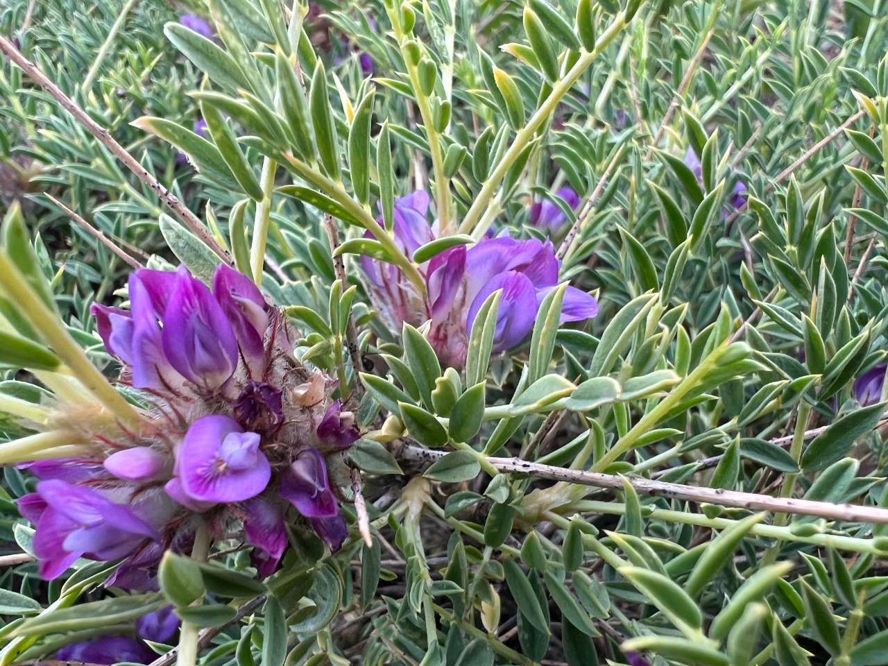 Astragalus michauxianus