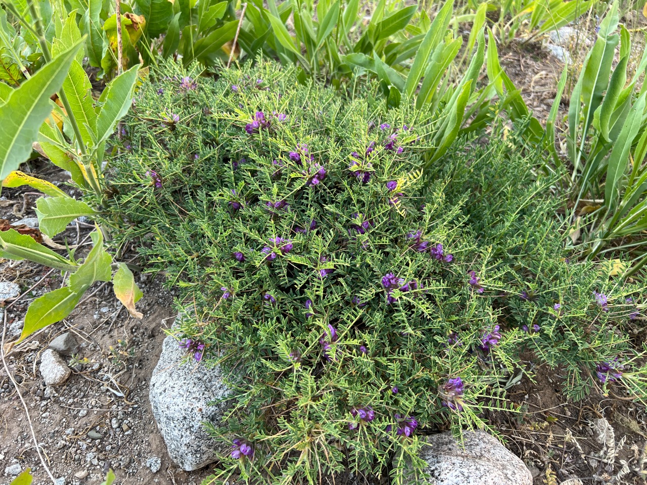 Astragalus michauxianus
