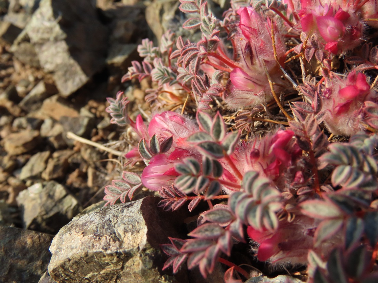 Astragalus leucomallophorus