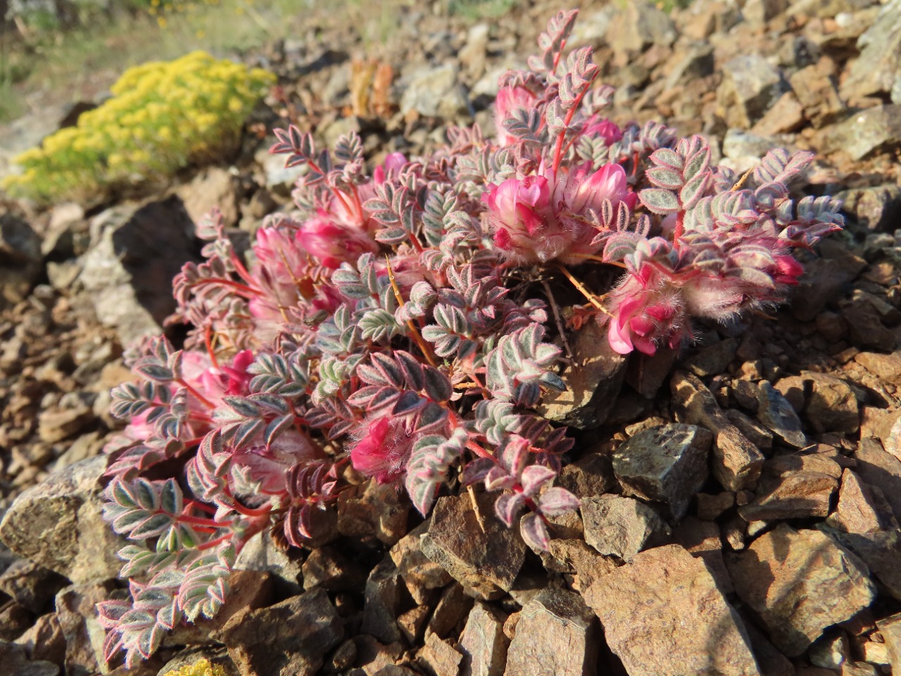 Astragalus leucomallophorus