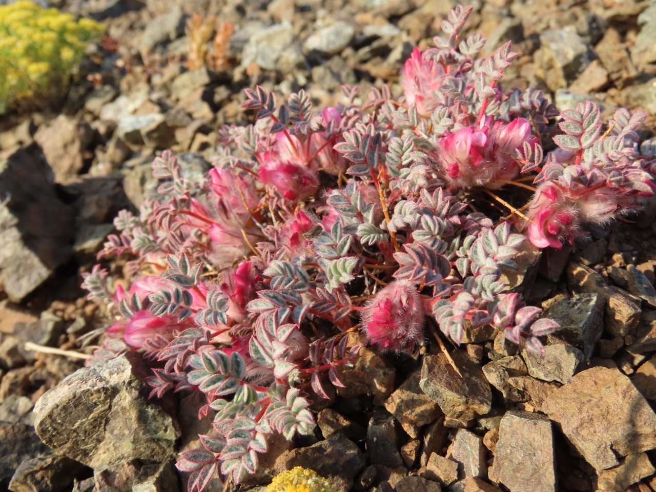 Astragalus leucomallophorus