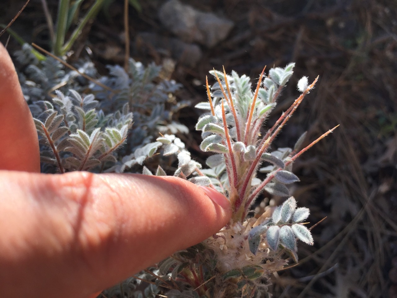 Astragalus schottianus