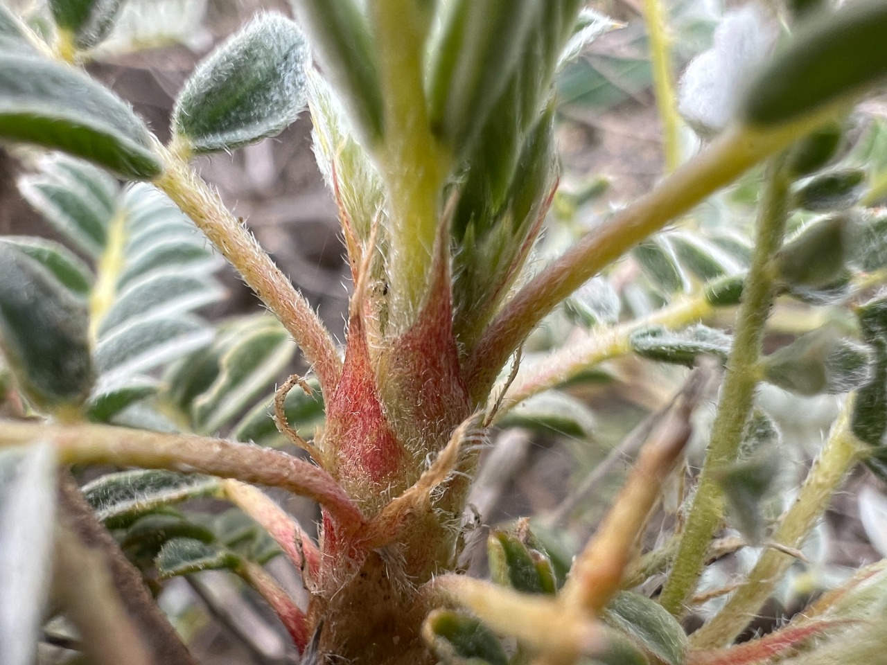 Astragalus schottianus