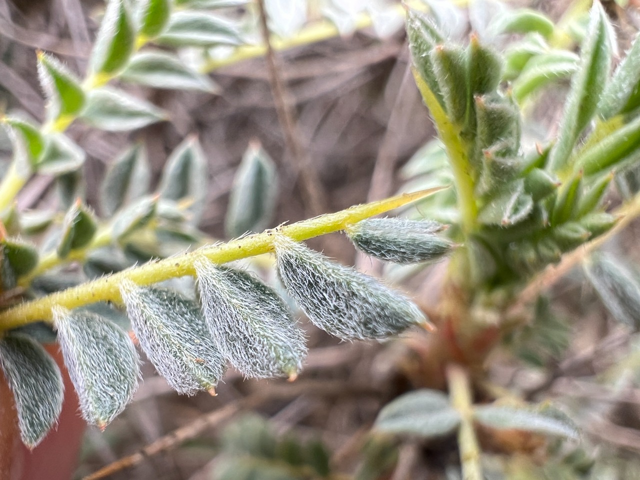 Astragalus schottianus