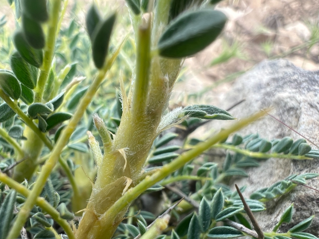 Astragalus antiochianus