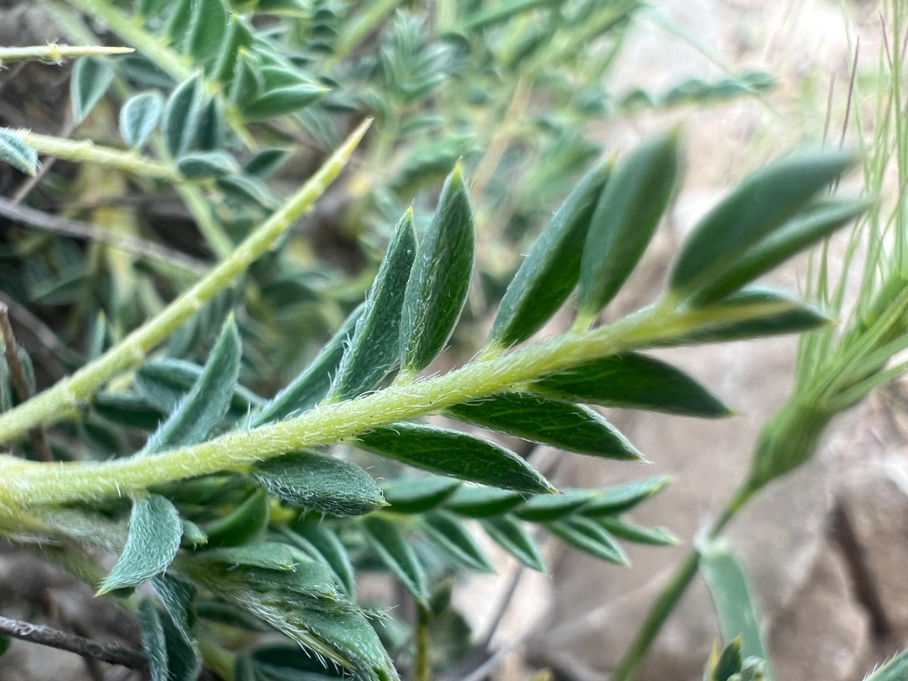 Astragalus antiochianus