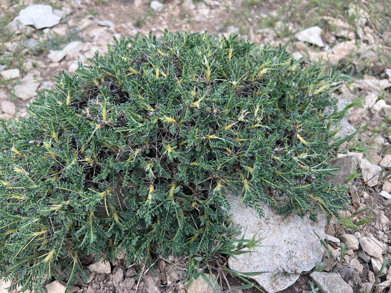 Astragalus antiochianus