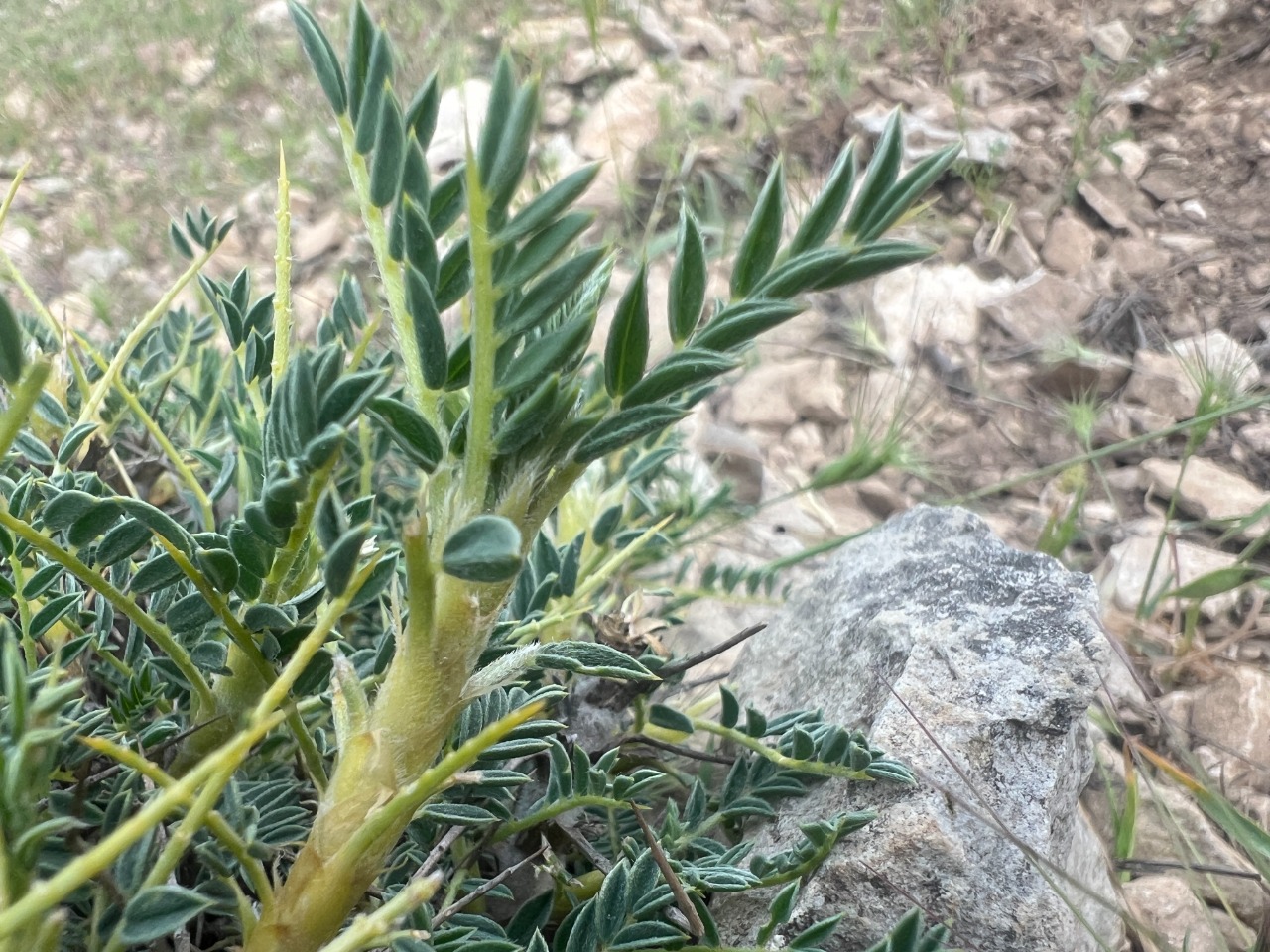 Astragalus antiochianus
