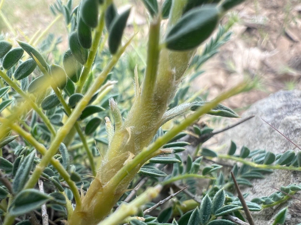 Astragalus antiochianus